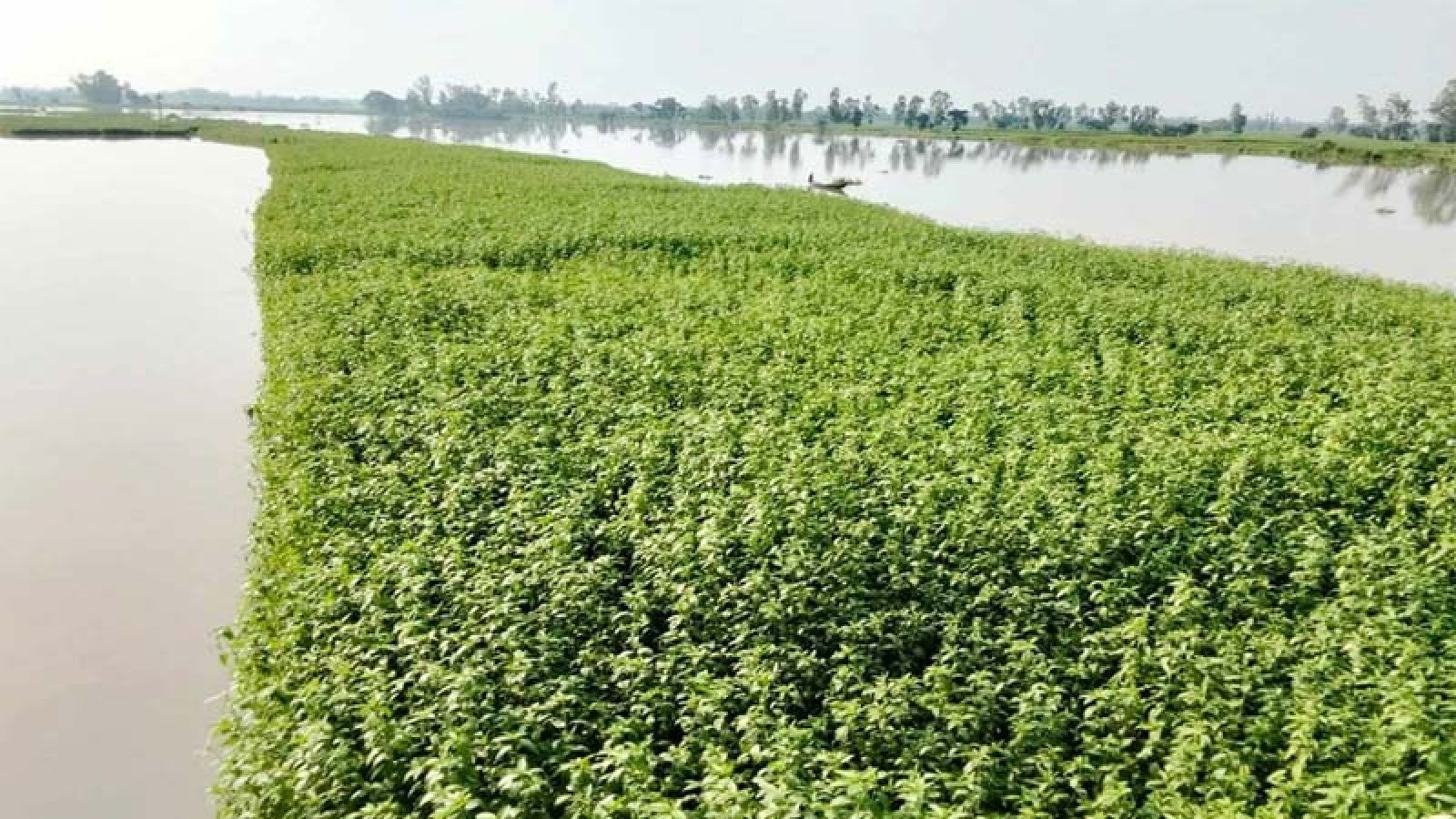 বগুড়ায় অতিবৃষ্টিতে ৪শ’ হেক্টর জমির ফসল নিমজ্জিত