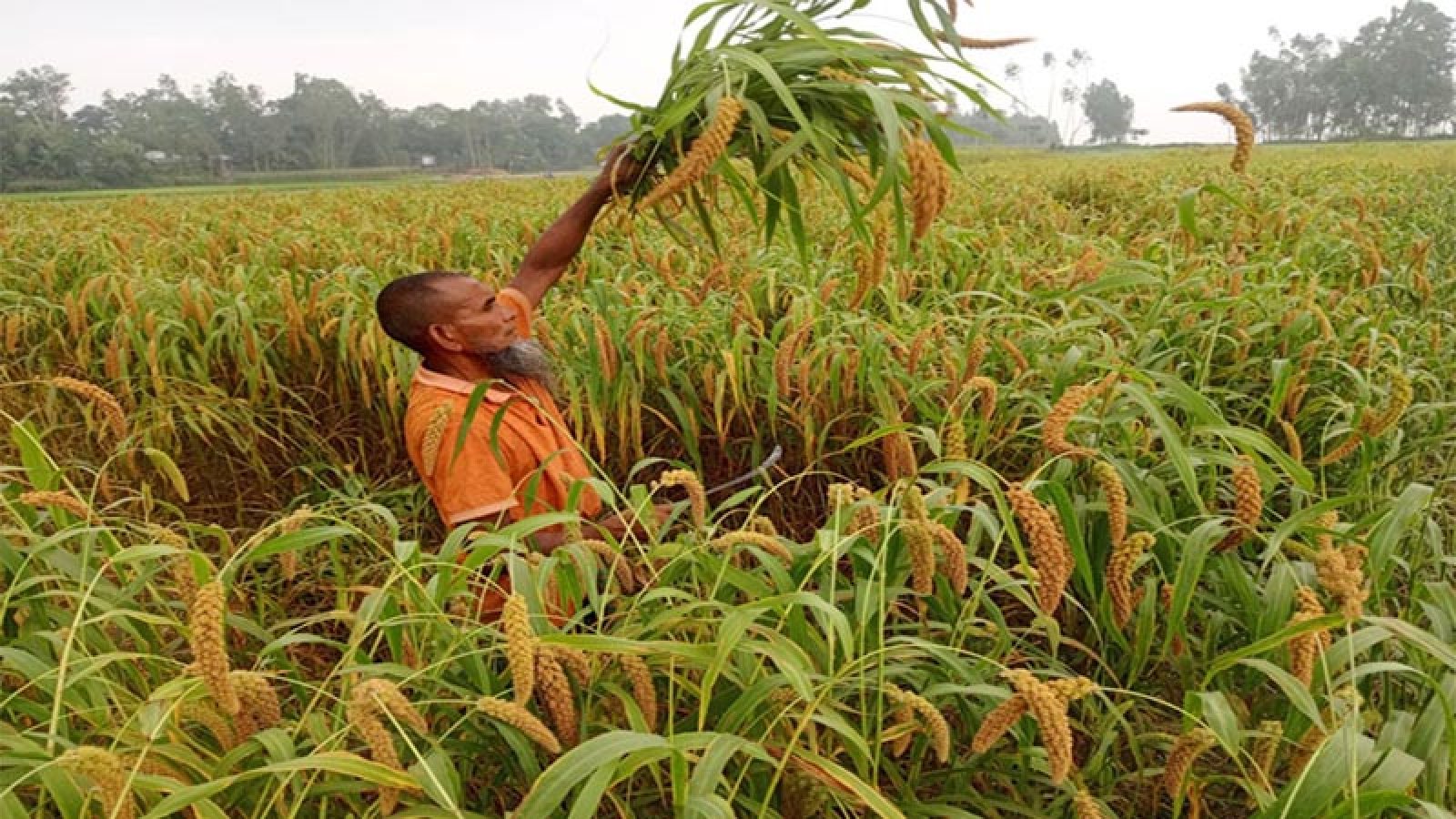 বগুড়ায় কমছে পুষ্টিগুণে ভরা কাউনের চাষ