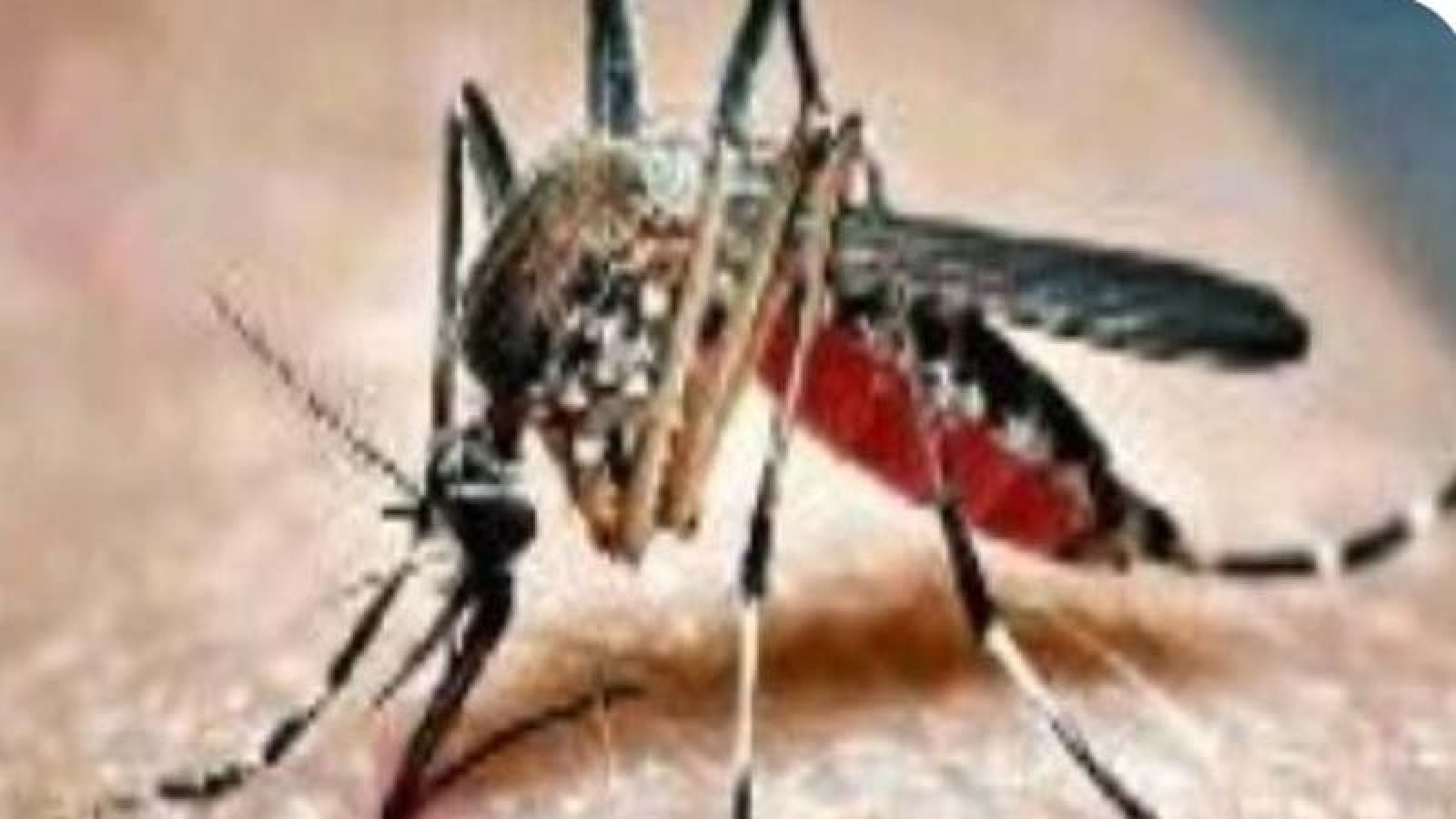 চাঁপাইনবাবগঞ্জে ডেঙ্গু পরিস্থিতি উদ্বেগজনক, এক-তৃতীয়াংশ বাড়িতে এডিসের লার্ভা