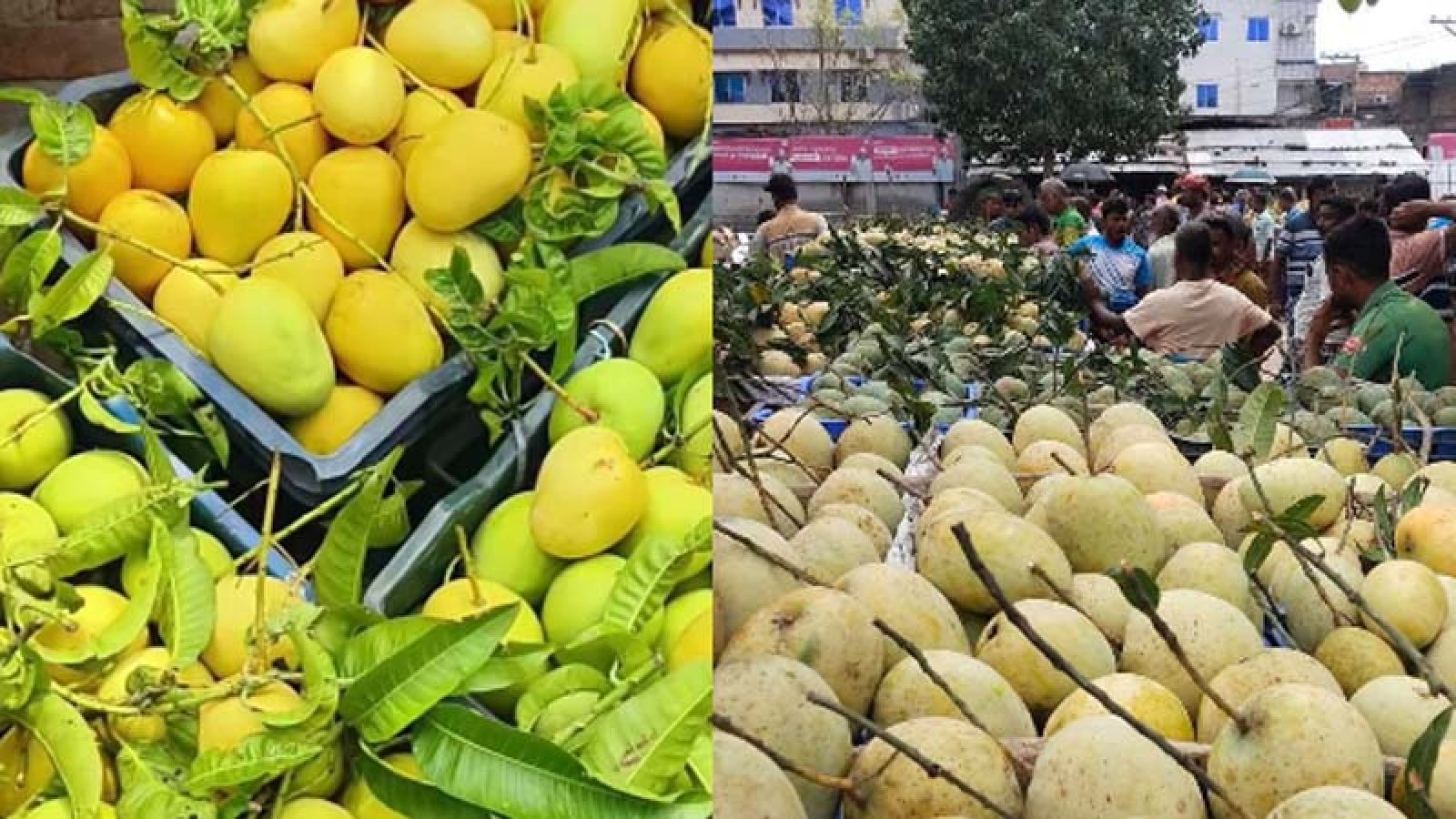 বাজারে আশ্বিনা, কাটিমন, গৌড়মতি, বারি-৪ ব্যানানার রাজত্ব