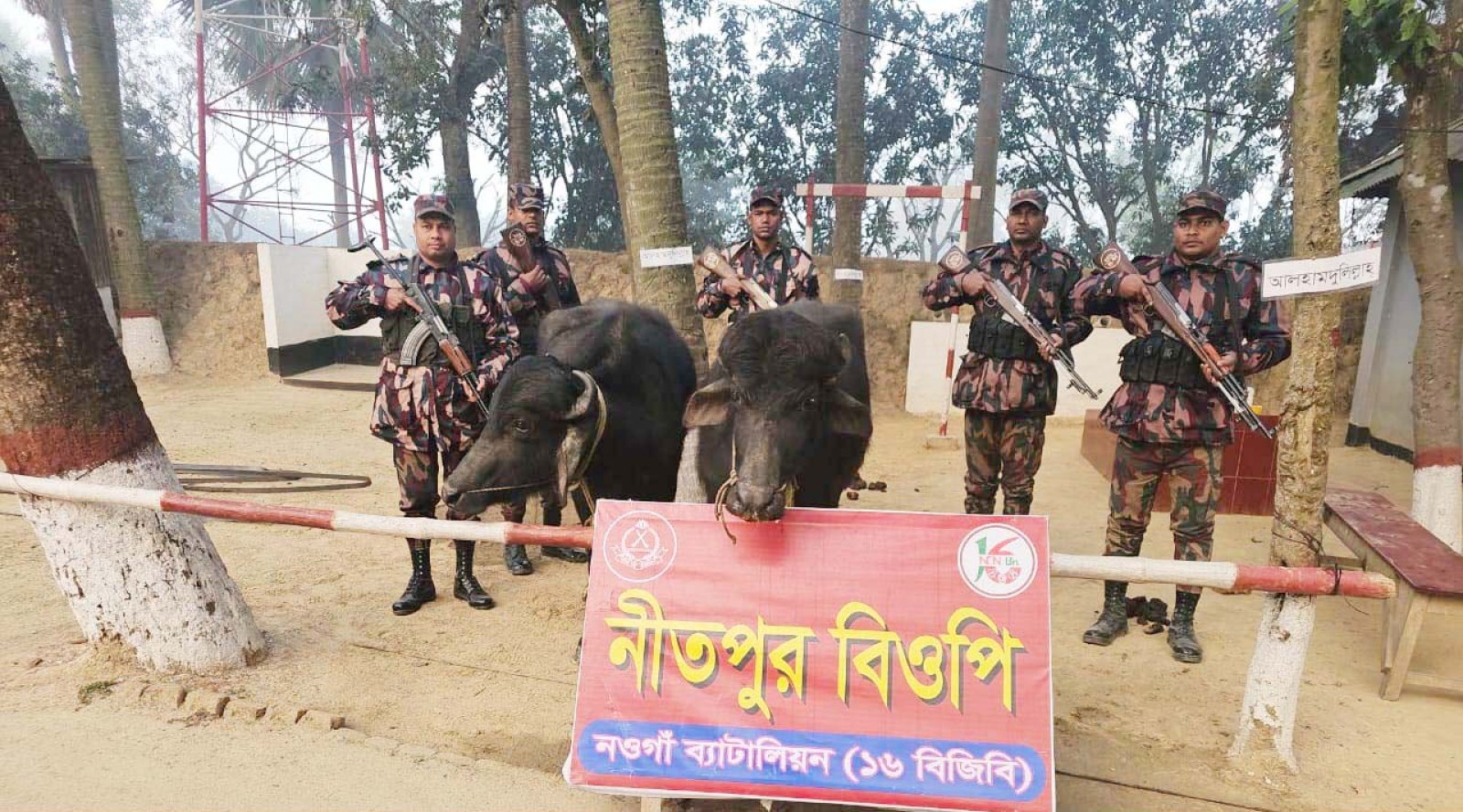 পোরশা সীমান্তে ২টি ভারতীয় মহিষ আটক