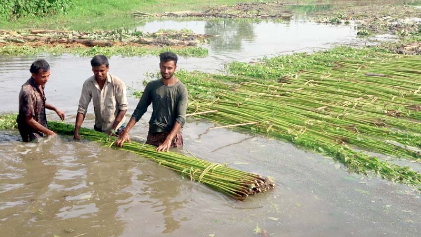 ফুলবাড়ীতে পাটের ফলন ও দাম দুই-ই ভালো, স্বস্তিতে কৃষকেরা