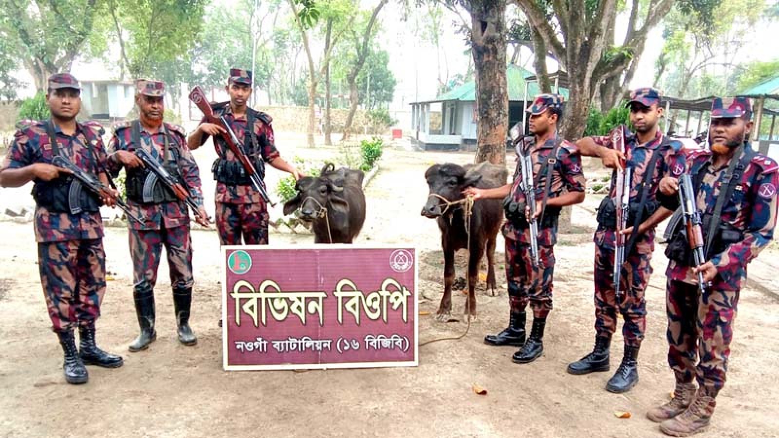 গোমস্তাপুরে ভারতীয় দুটি মহিষ জব্দ