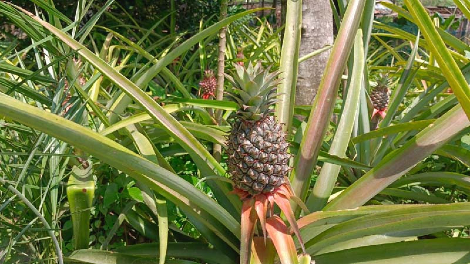 শিবগঞ্জে আমের এলাকায় এবার আনারস চাষ