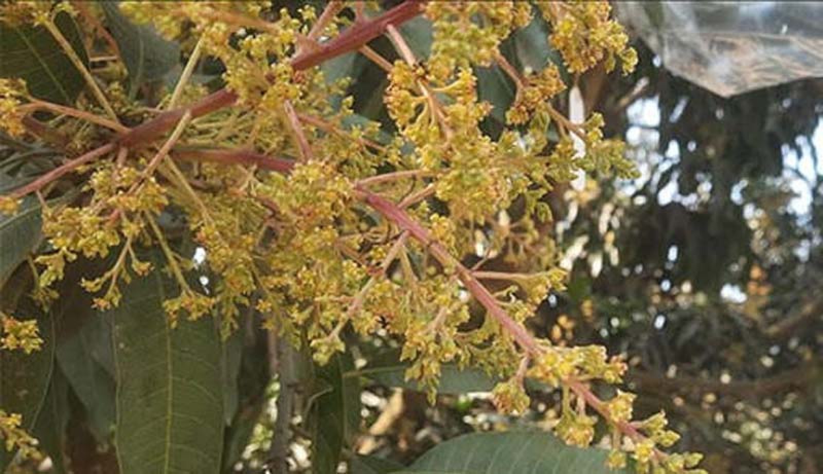 চাঁপাইনবাবগঞ্জের বাগানেগুলোতে ছড়াচ্ছে মুকুলের ঘ্রাণ ভালো ফলনের আশায় চাষিরা