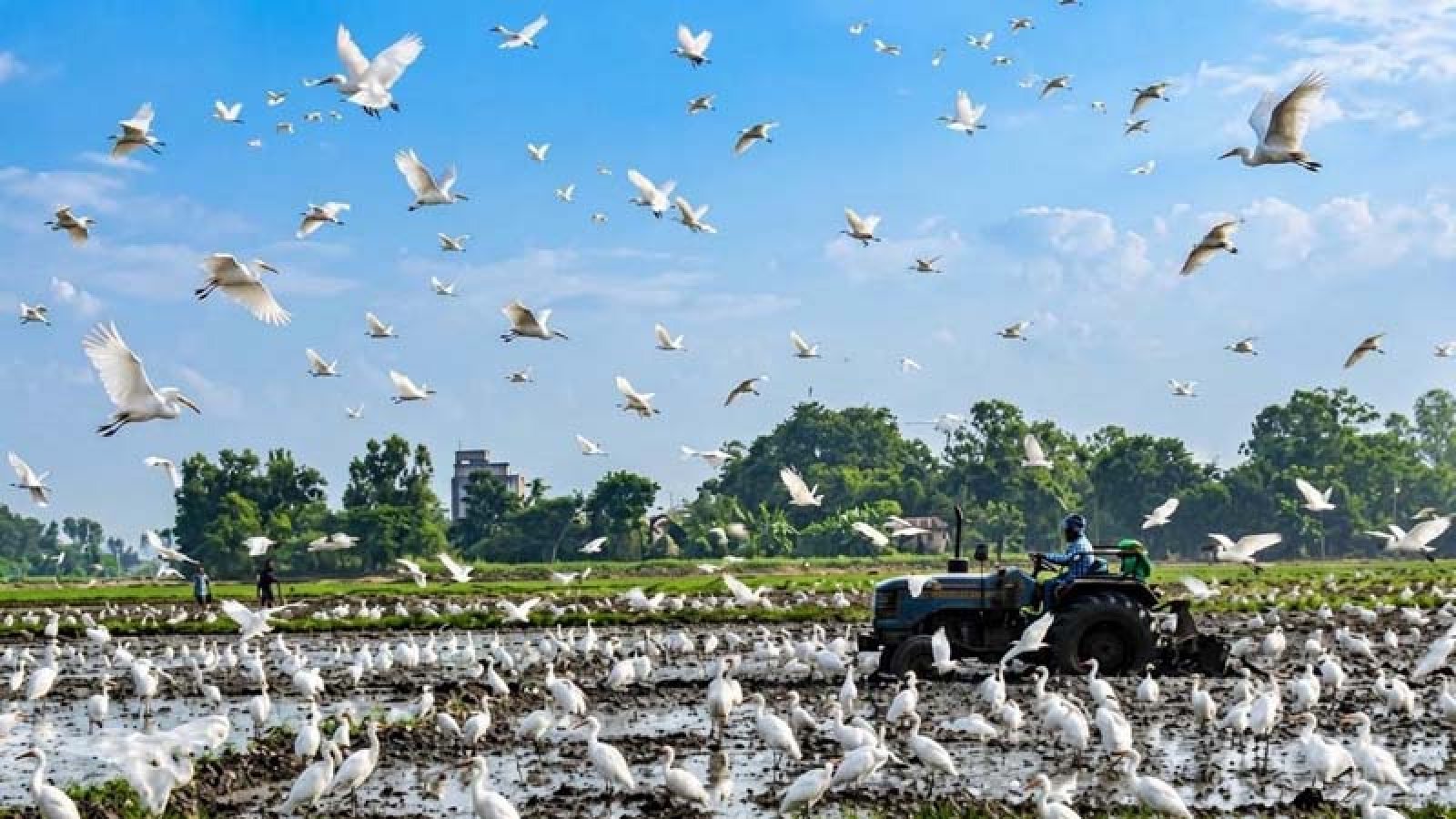 সিরাজগঞ্জে পাখির আনাগোনায় প্রাণ ফিরে পেয়েছে বিলাঞ্চলের প্রকৃতি