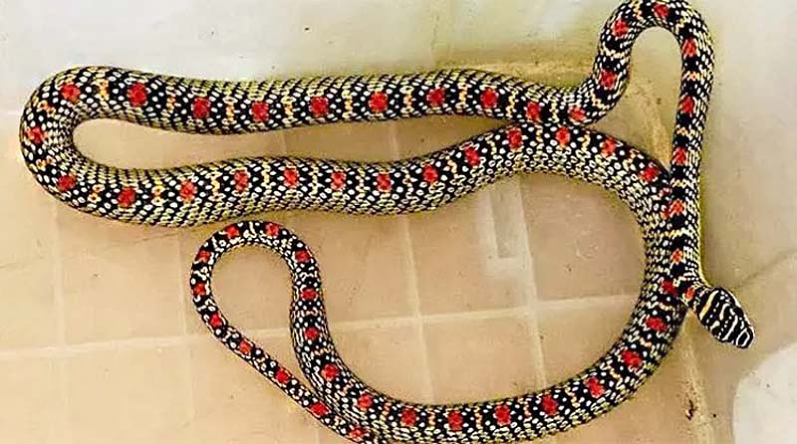 বাসা থেকে উদ্ধার হলো কালনাগিনী সাপ