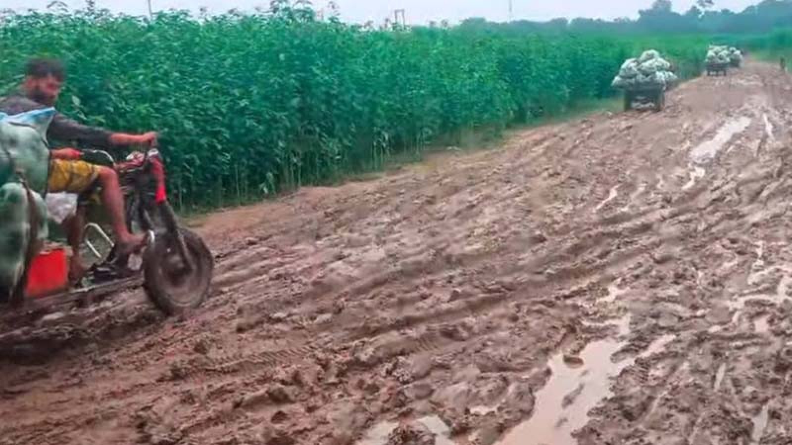 বাঘায় টানা বৃষ্টিতে পদ্মার চরে কাদা রাস্তায় মানুষের দুর্ভোগ