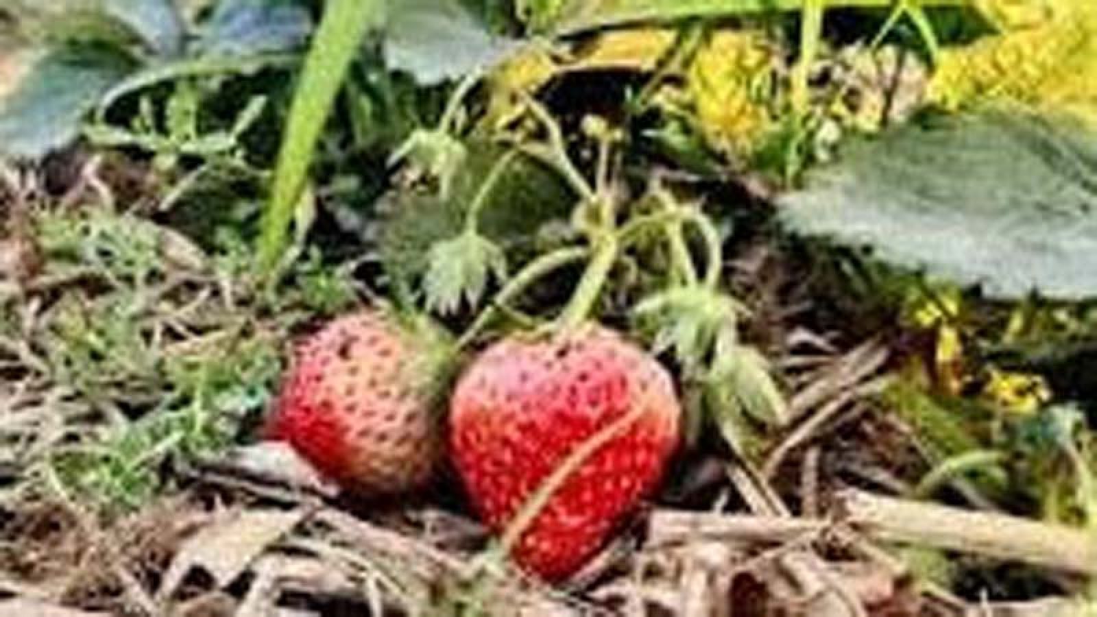 চাঁপাইনবাবগঞ্জে জ্বালানি সংকটে অনিশ্চয়তায় কৃষকের কোটি টাকার স্ট্রেবেরি ফসল