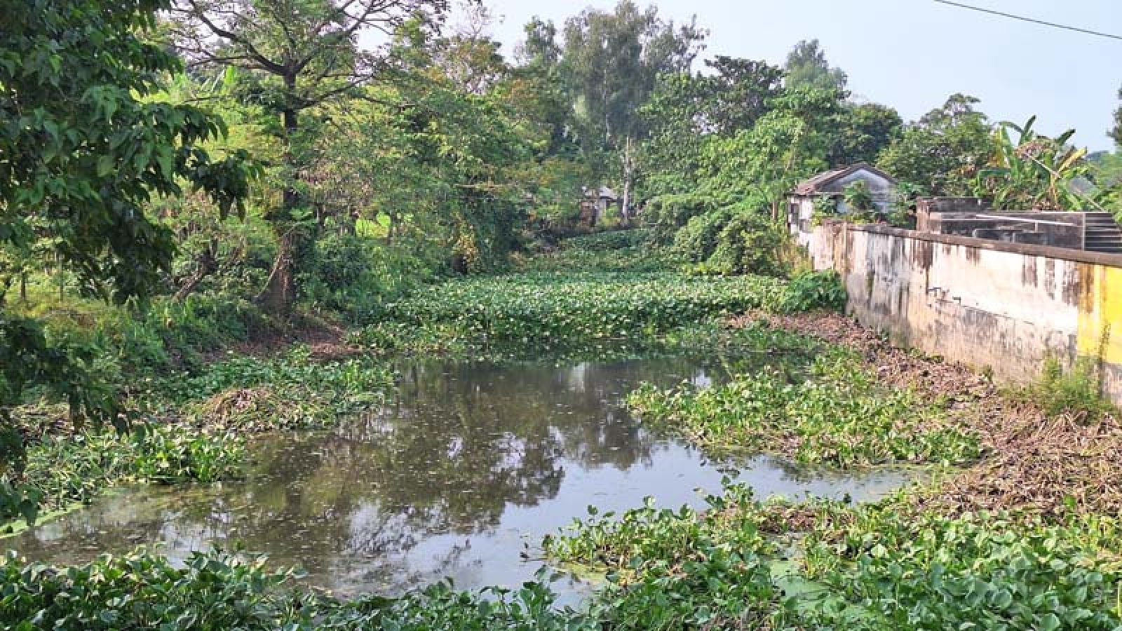 সান্তাহারে ইটিপি ছাড়াই চালকল, দূষিত হচ্ছে খাল-বিল ও ফসলি জমি