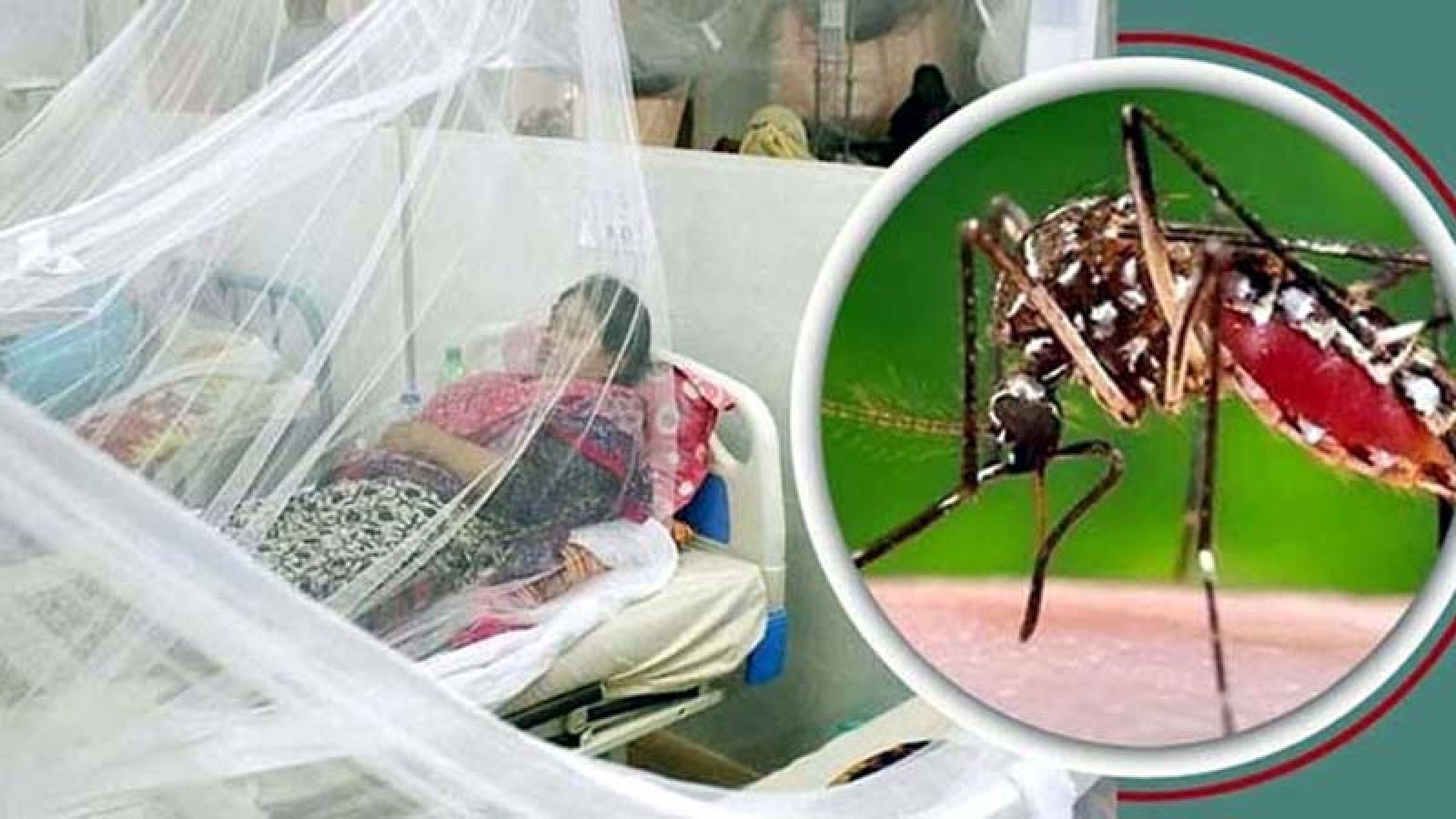 ডেঙ্গুতে ৬ জনের মৃত্যু, হাসপাতালে ভর্তি নতুন রোগী ১৫৯৩