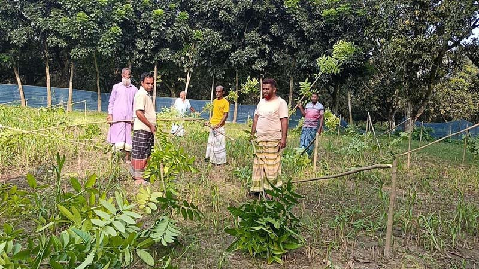 শিবগঞ্জে রাতের আঁধারে কবরস্থানের ১৪০ গাছ কেটে ফেললো দুর্বৃত্তরা
