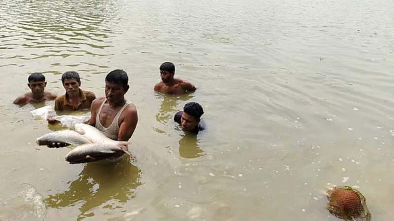 পলাতক যুবলীগ নেতার পুকুরে বিষ প্রয়োগ করে ৩০ লাখ টাকার মাছ নিধন