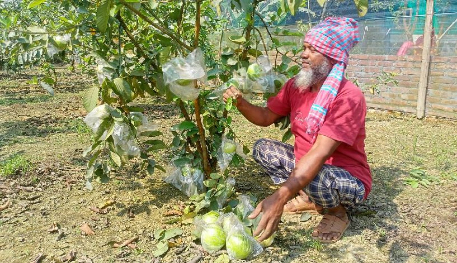 বারোমাসি পেয়ারা চাষে স্বাবলম্বী আয়নুল হক