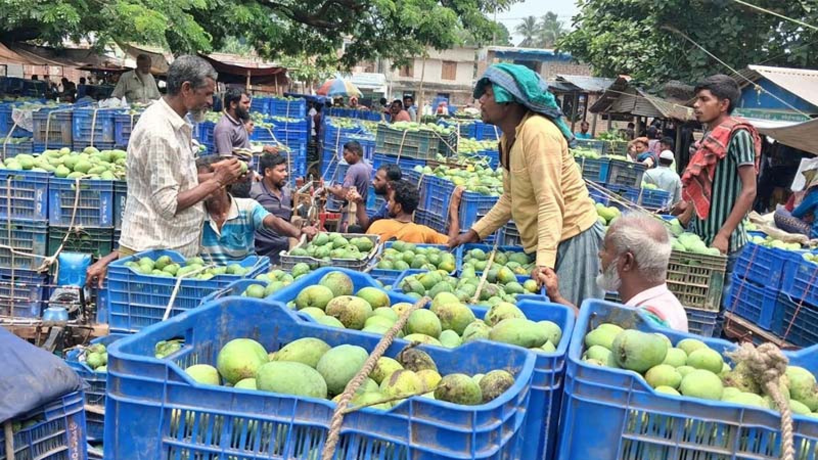 ইদে লোকশানের শঙ্কায় আমচাষি ও ব্যবসায়ীরা