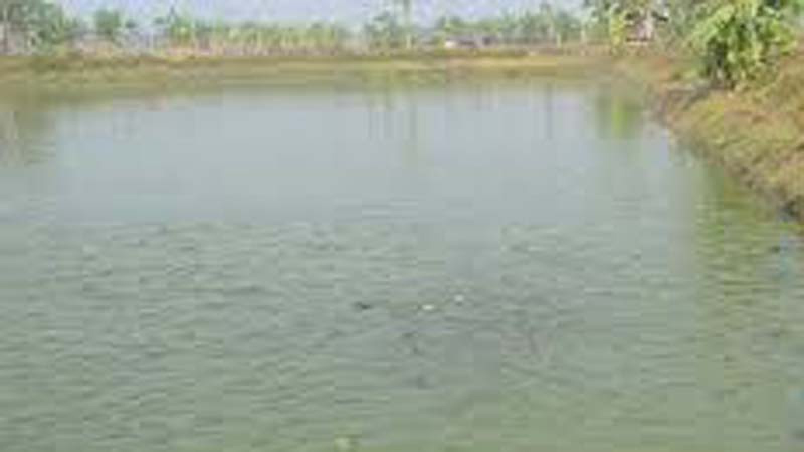 মান্দায় পুকুর থেকে চুরির অভিযোগে একজন আটক