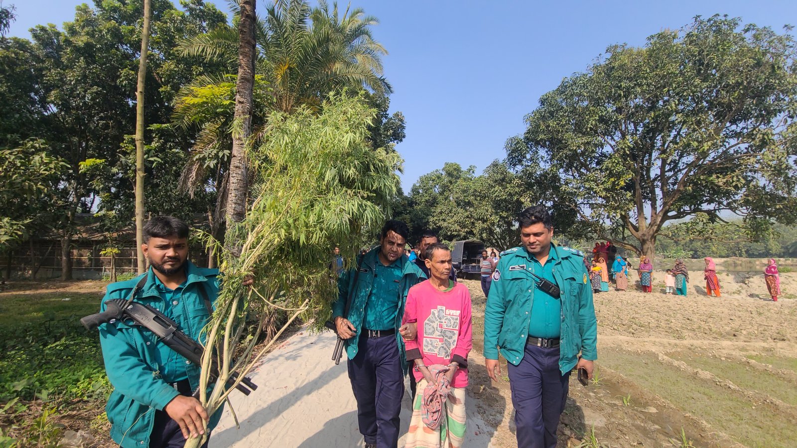 পেয়ারা বাগান থেকে সাড়ে ৯ ফুট উচ্চতার গাঁজা গাছ উদ্ধার, আটক ১