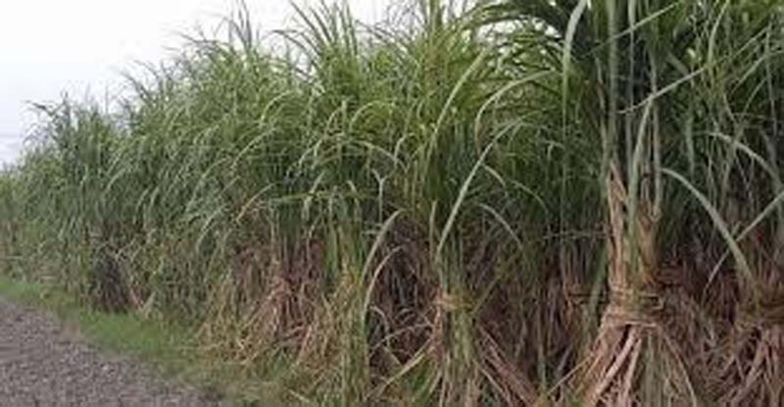চাঁপাইনবাবগঞ্জে আখচাষে ফিরেছে প্রাণ