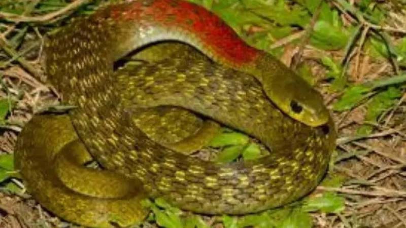 বিষ চুরি করেই বেঁচে থাকে এই সাপ! চিনে নিন প্রকৃতির এই সেরা শিকারিকে