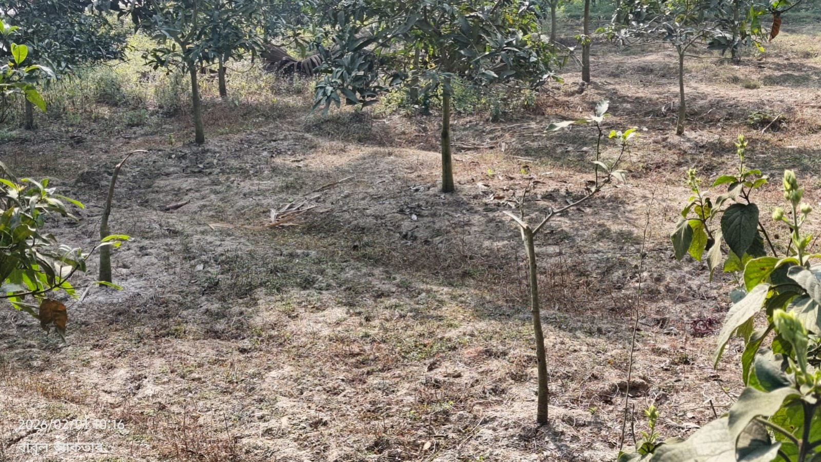 সাপাহারে আমগাছ কর্তন ও বাড়িতে হামলার অভিযোগ