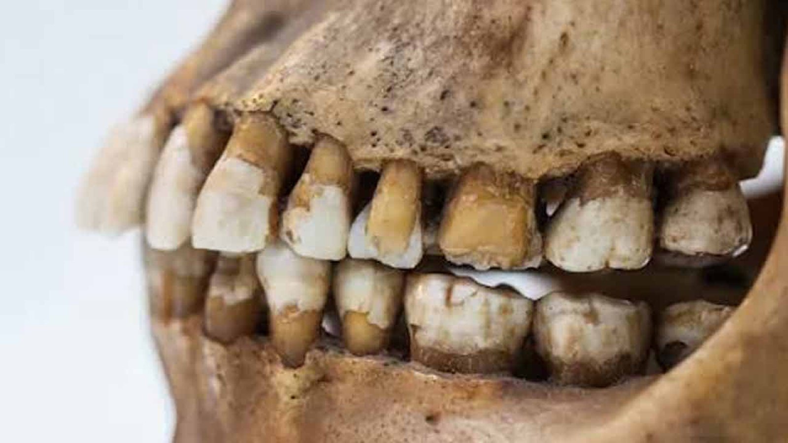২৫ হাজার বছর আগে কী খেয়ে নেশা করত মানুষ?