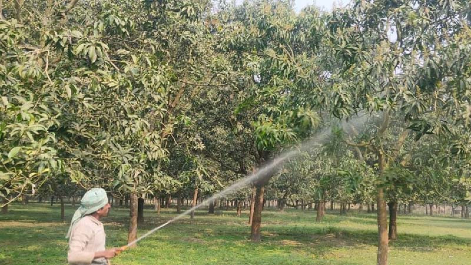 চাঁপাইনবাবগঞ্জে আবহাওয়া অনুকূলে থাকলে আমের বাম্পার ফলনের আশা আমচাষিদের