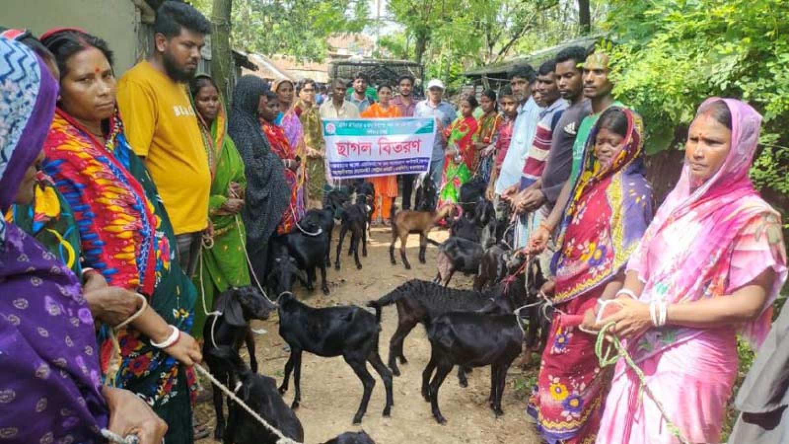 নওগাঁয় গবাদিপশু বিতরণ