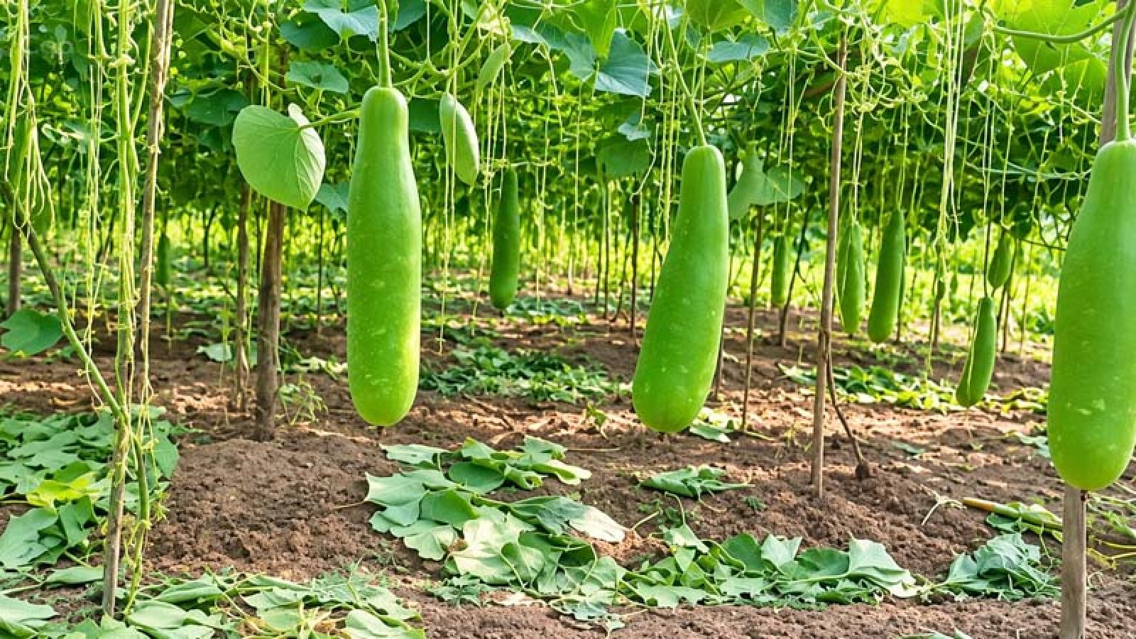 লাউ চাষে লোকসানের আশঙ্কায় কৃষক