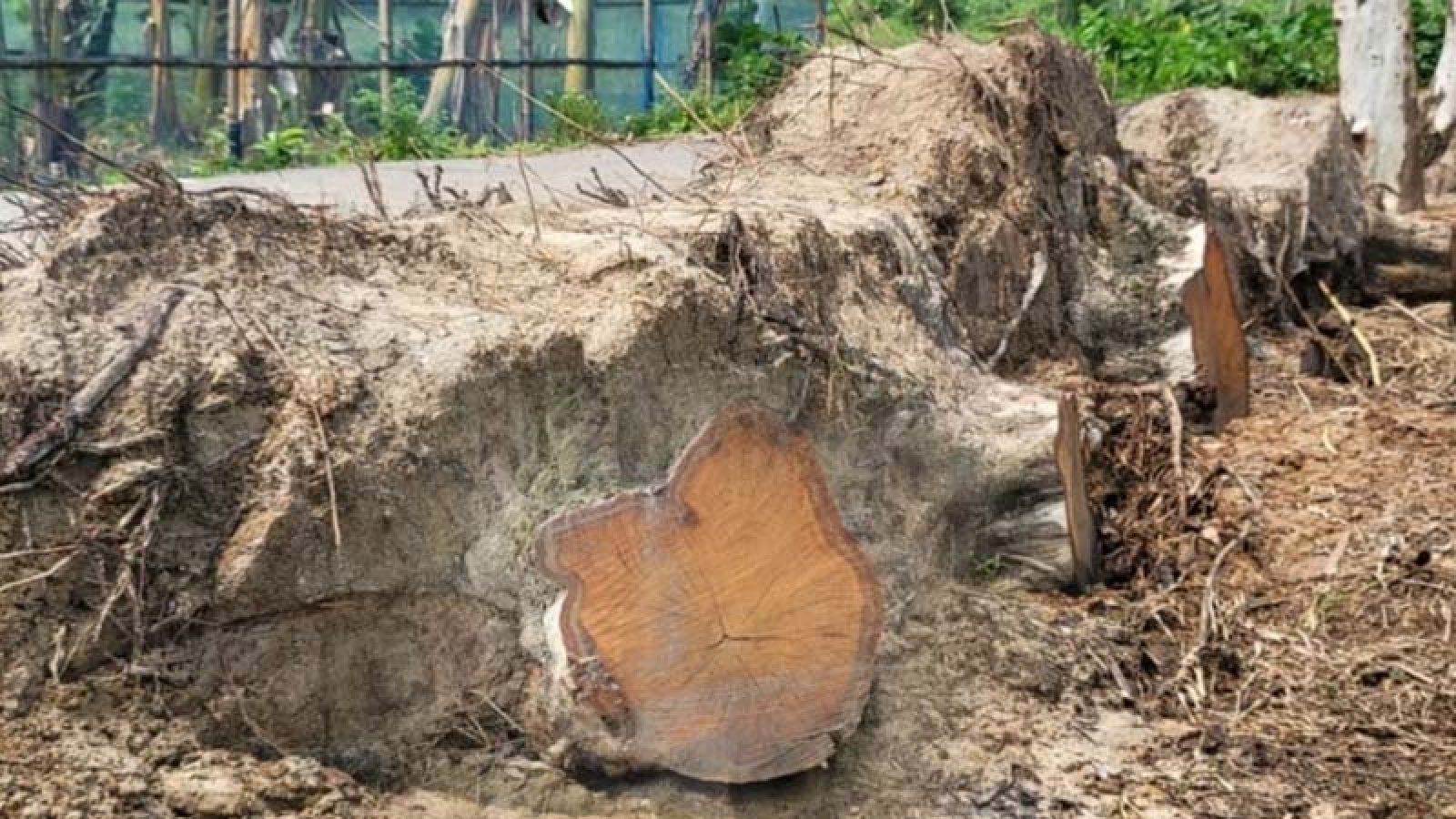 বগুড়ায় সরকারি গাছ কেটে বিক্রির অভিযোগ যুবদল নেতার বিরুদ্ধে