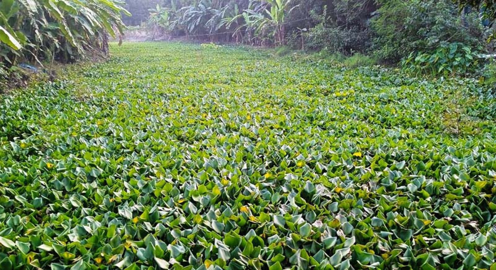 কচুরিপানার দখলে পুঠিয়ার খাল-বিল, মৎস্য উৎপাদন হুমকির মুখে