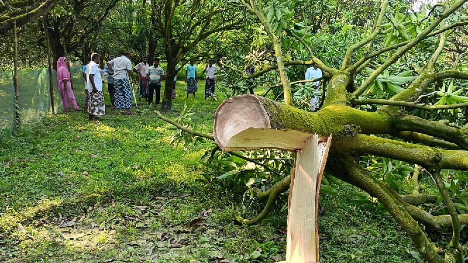 শিবগঞ্জে রাতের আঁধারে ৮ কাটিমন আমগাছ কাটার অভিযোগ