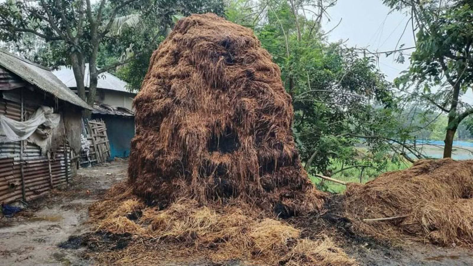 নাটোরে আবারও দুটি গো-খাদ্যের খড়ের গাদায় আগুন