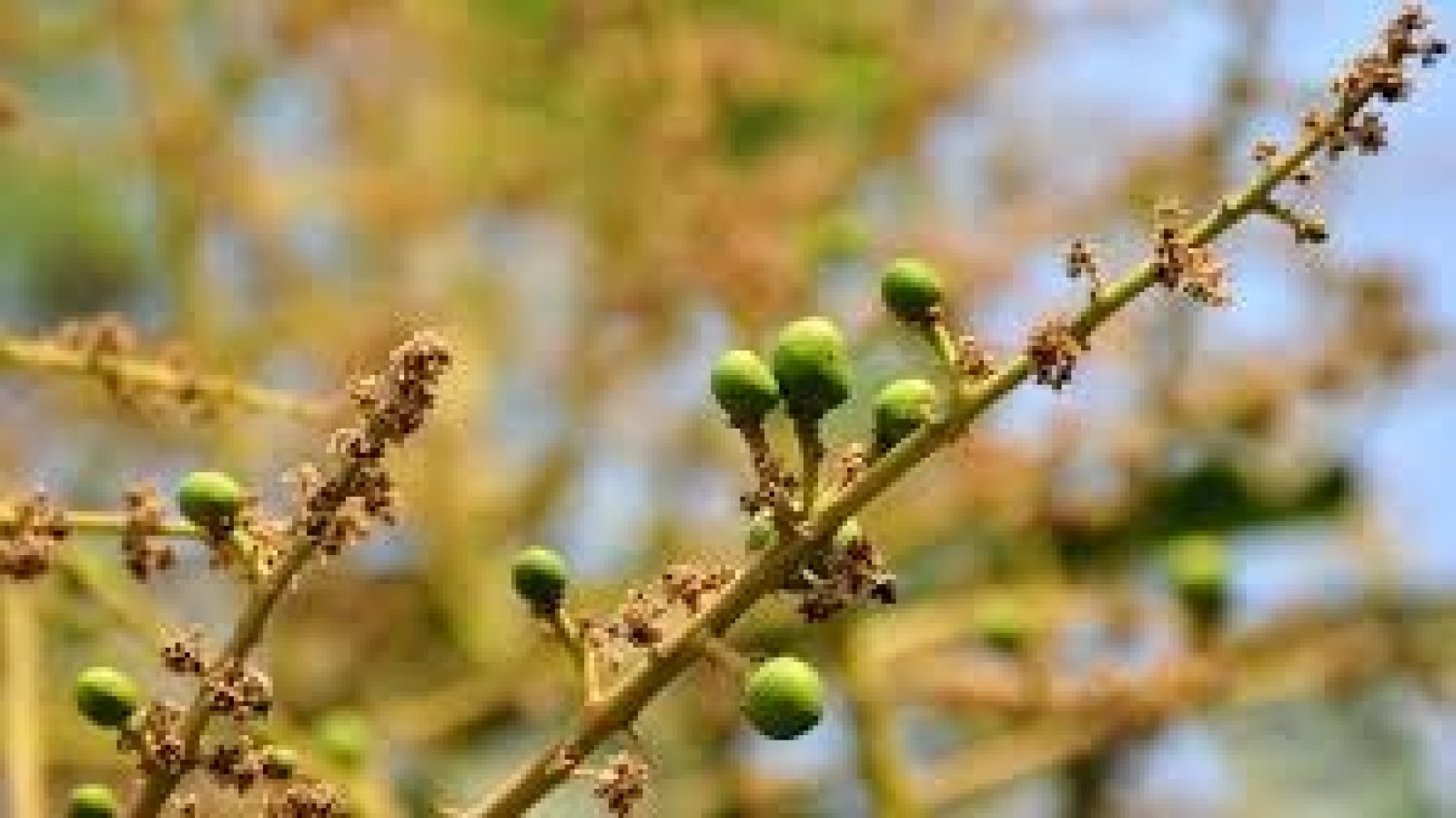 দেখা মিলছে আমের গুটির
