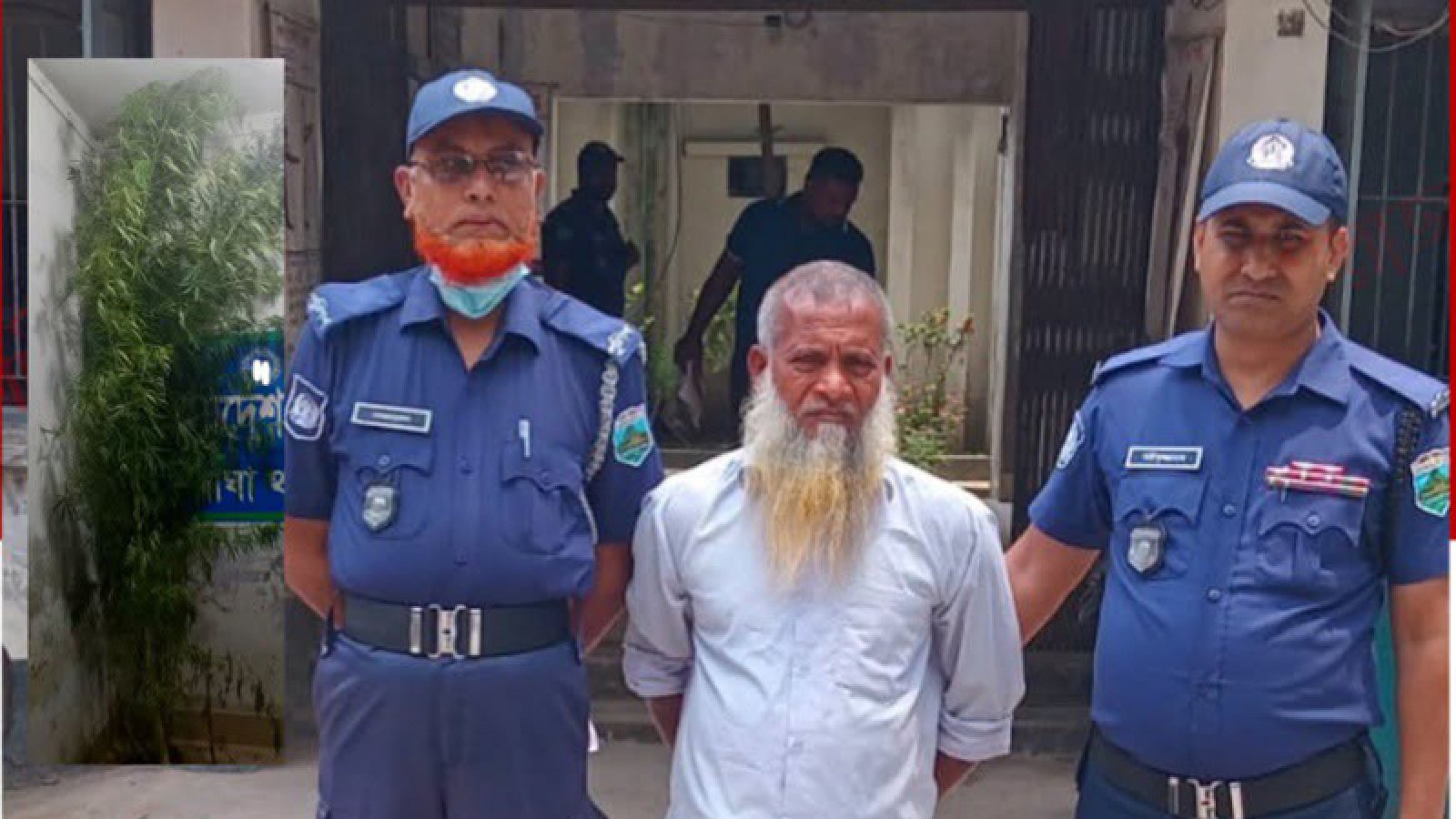 বাঘায় গাঁজা চাষী আটক