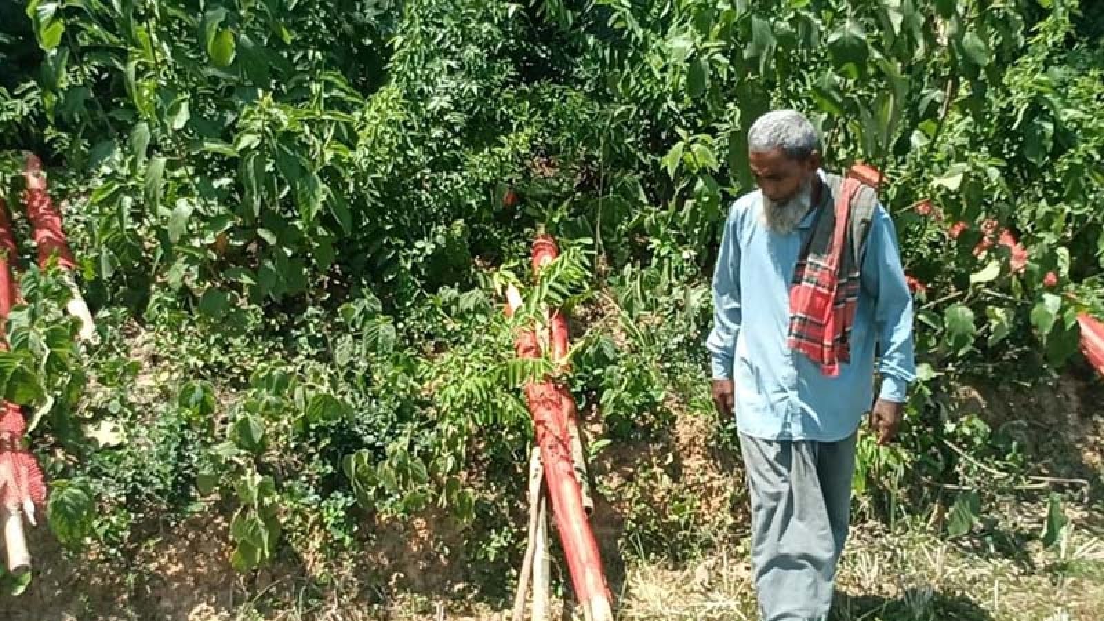 গোদাগাড়ীতে আমবাগানের ১০১ গাছ কেটে সাবাড়