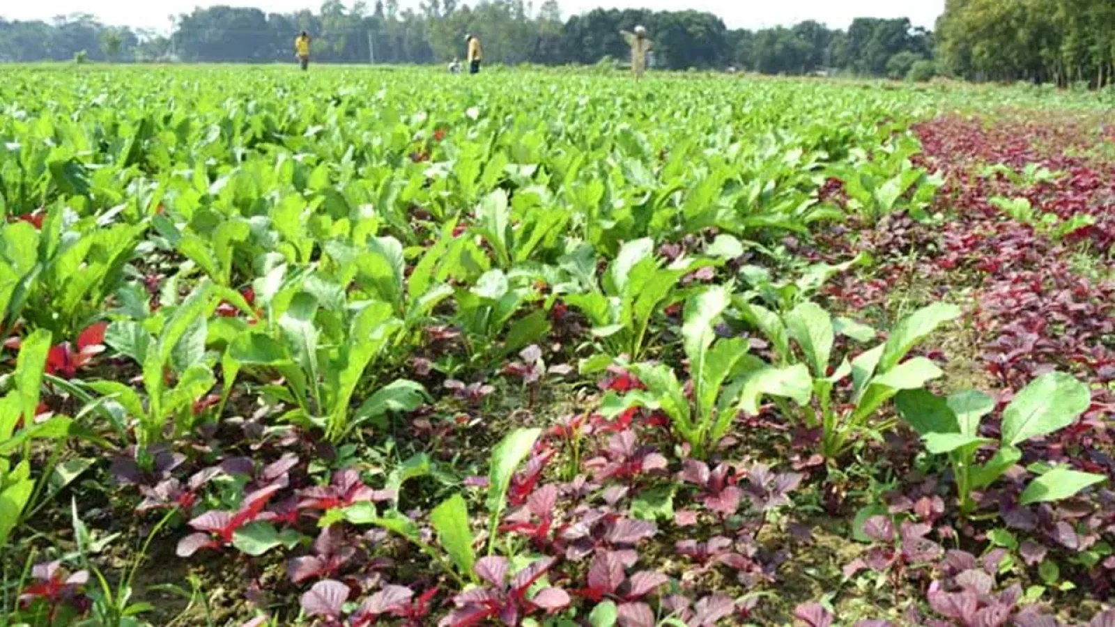 মিশ্র চাষে নতুন দিগন্ত, রাজশাহীতে লাভবান হচ্ছেন কৃষকরা