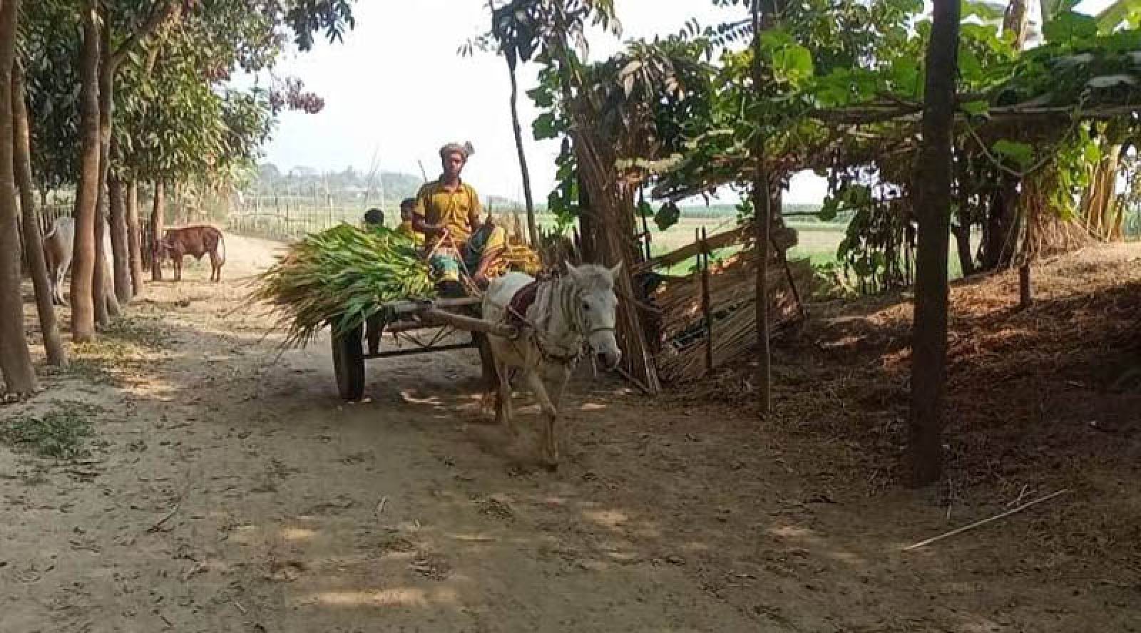 পদ্মার চরে মালামাল বহনে একমাত্র ভরসা ঘোড়ার গাড়ি