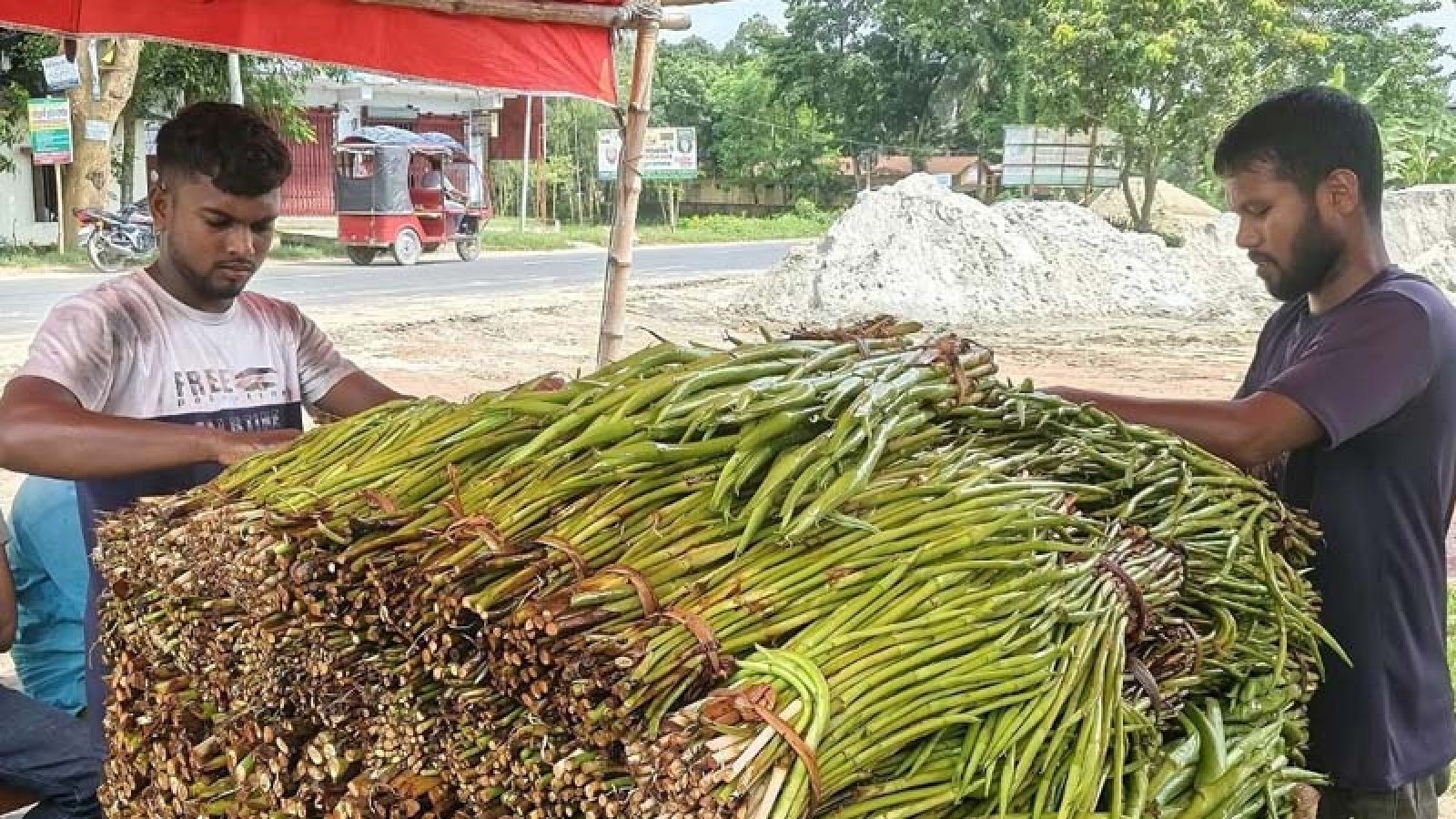 জয়পুরহাটের লতিরাজ কচু: জিআই স্বীকৃতি জুটলেও নেই বাণিজ্যিক বাজার
