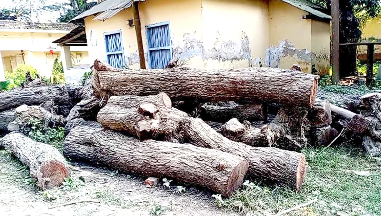 ঈশ্বরদীতে অনুমোদন ছাড়াই ৩ হাজার গাছ কেটে সাবাড়