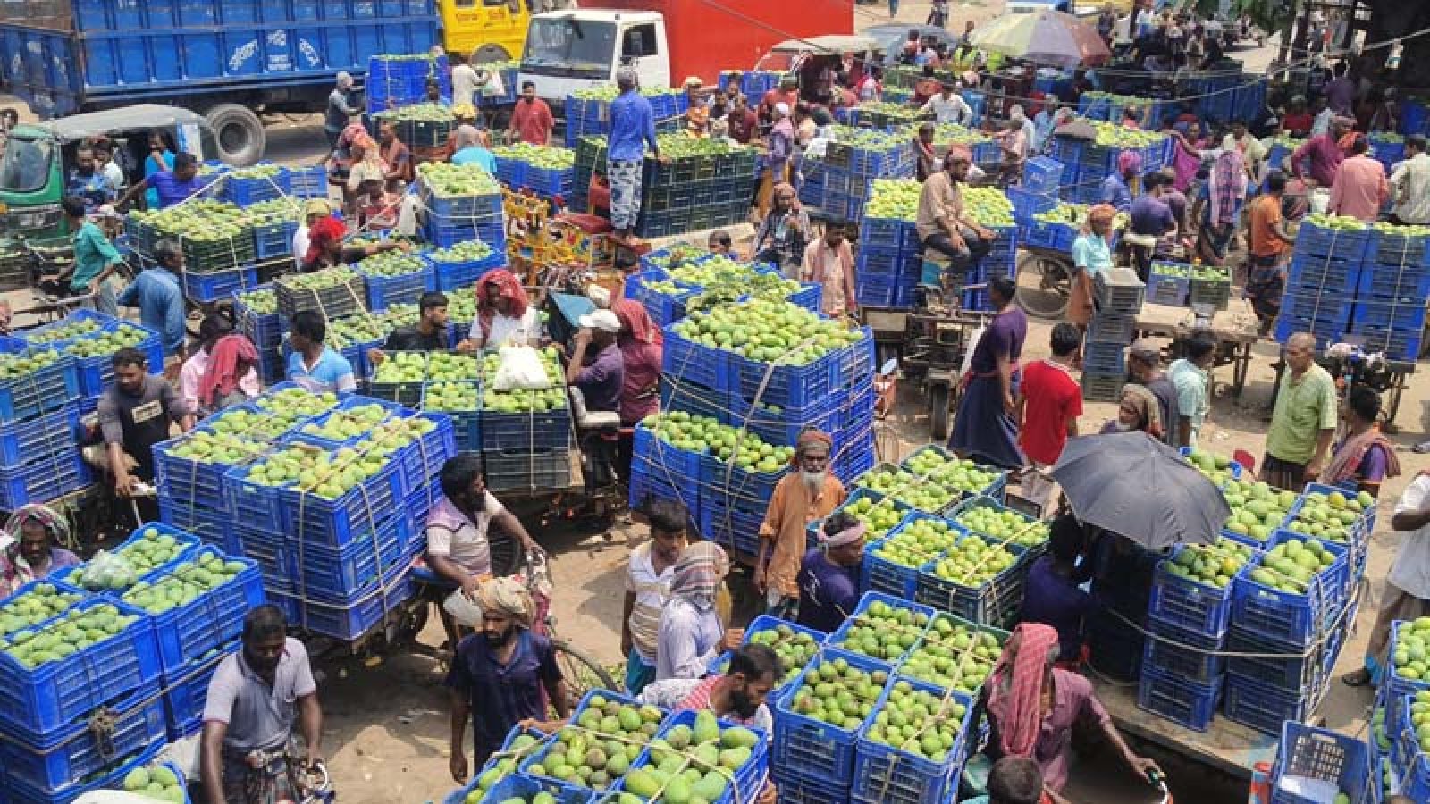 পুঠিয়ায় আমের দাম না পেয়ে হতাশ চাষিরা