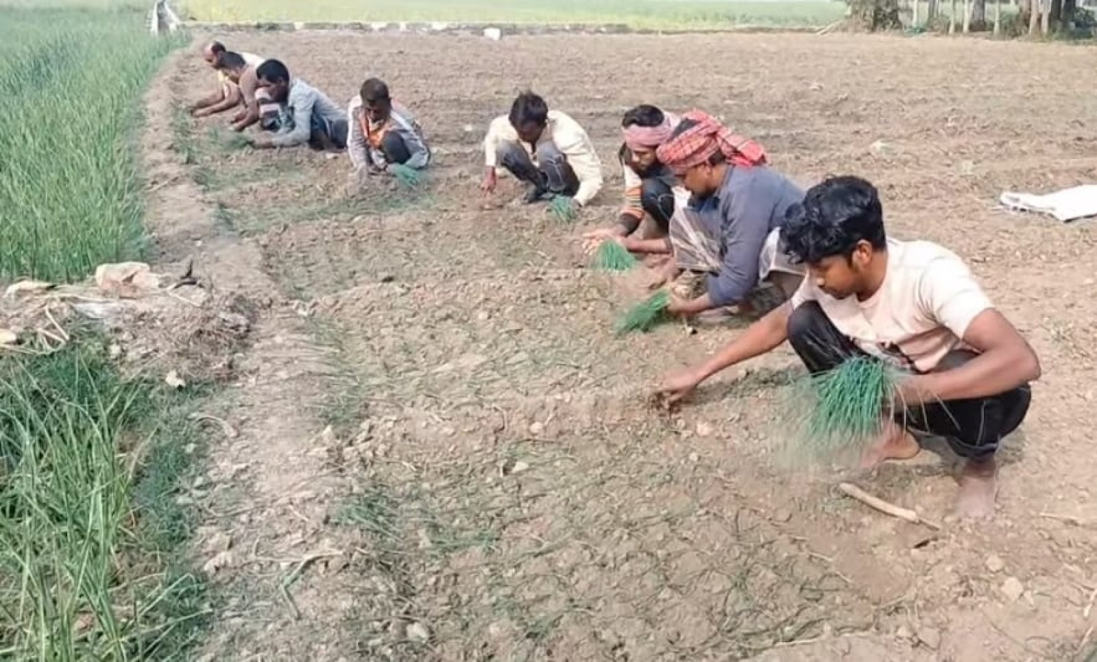 গানের তালে তালে পেঁয়াজ রোপণ ও উত্তোলনে ব্যস্ত কৃষক