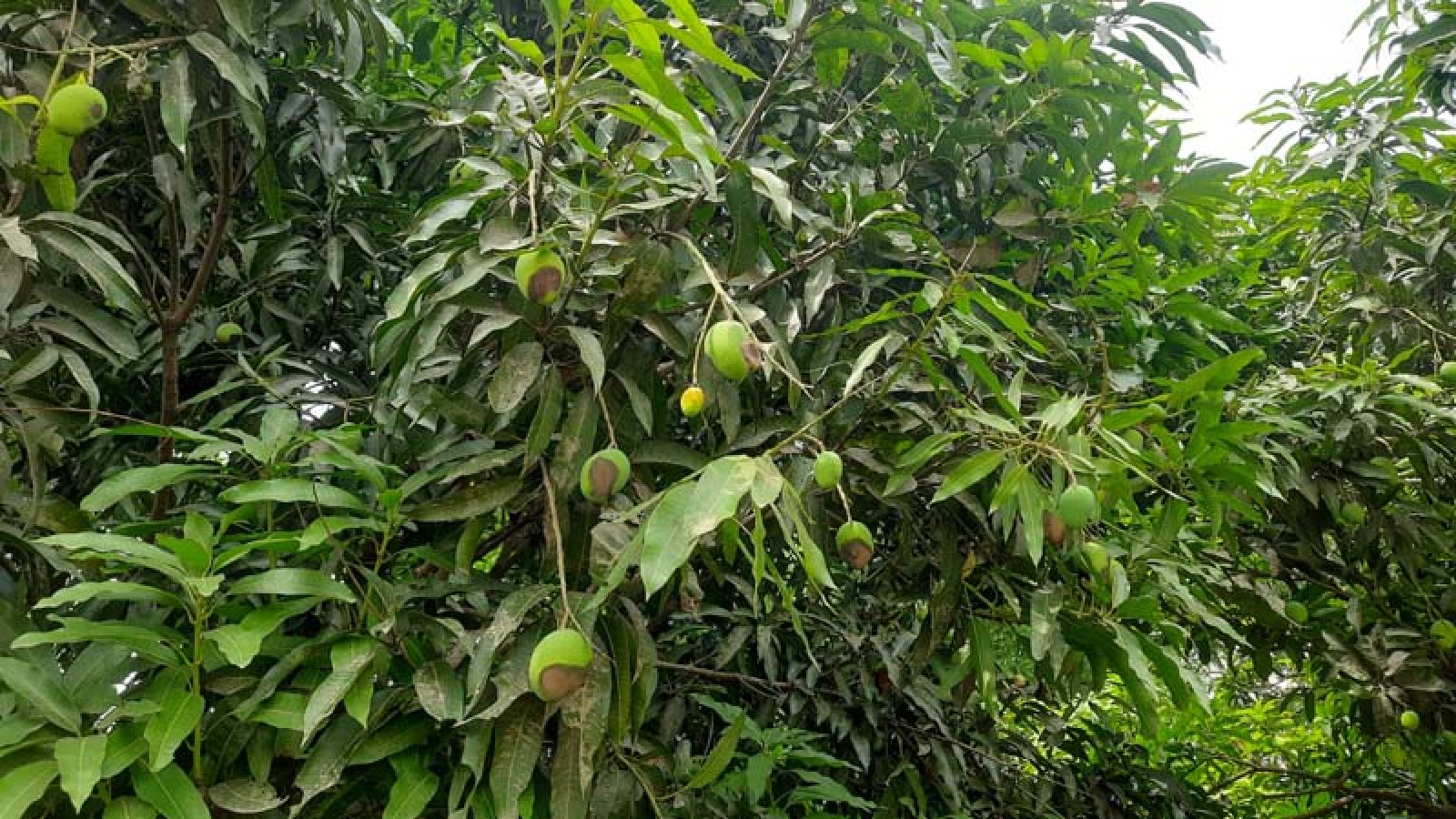 পুঠিয়ার বানেশ্বরে ইটভাটার গ্যাস ও ধোঁয়ায় ফসলের ব্যাপক ক্ষতি, কৃষক দিশেহারা