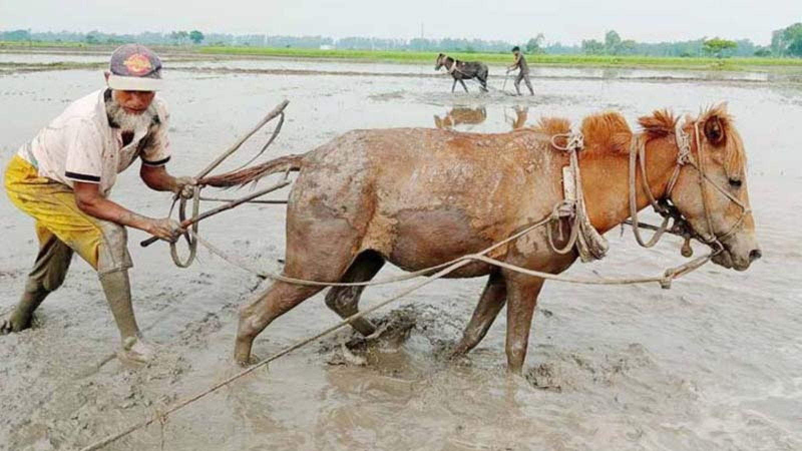 ট্রাক্টরের যুগে সিরাজগঞ্জে ঘোড়া দিয়ে জমি চাষ, বাড়ছে চাহিদা