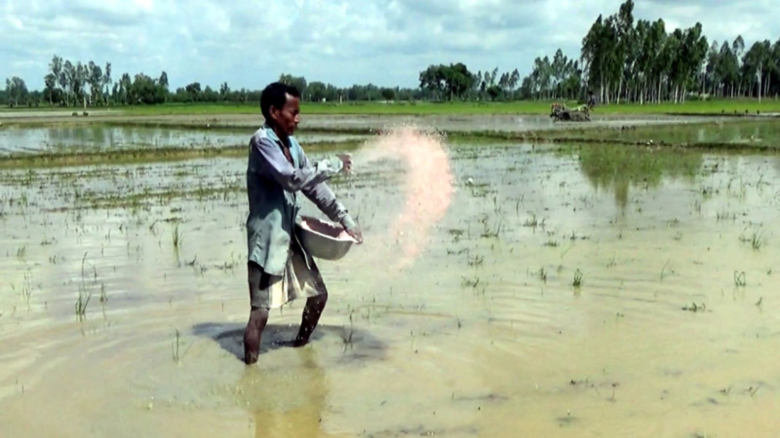 রাণীনগরে বোরো চাষে ব্যস্ত কৃষক, নেই সারের সংকট