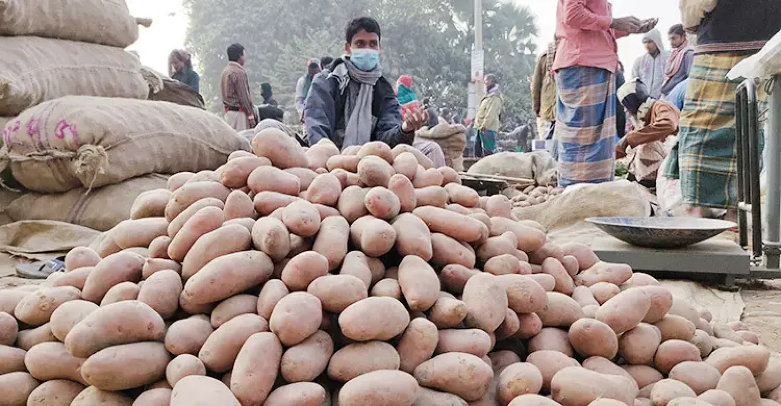 মৌসুমের শুরুতেই আলুর দামে ধস