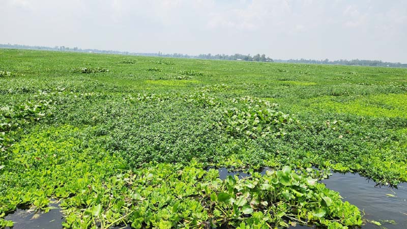 কচুরিপানার দখলে চলনবিল অঞ্চলের বিস্তীর্র্ণ জলাভূমি