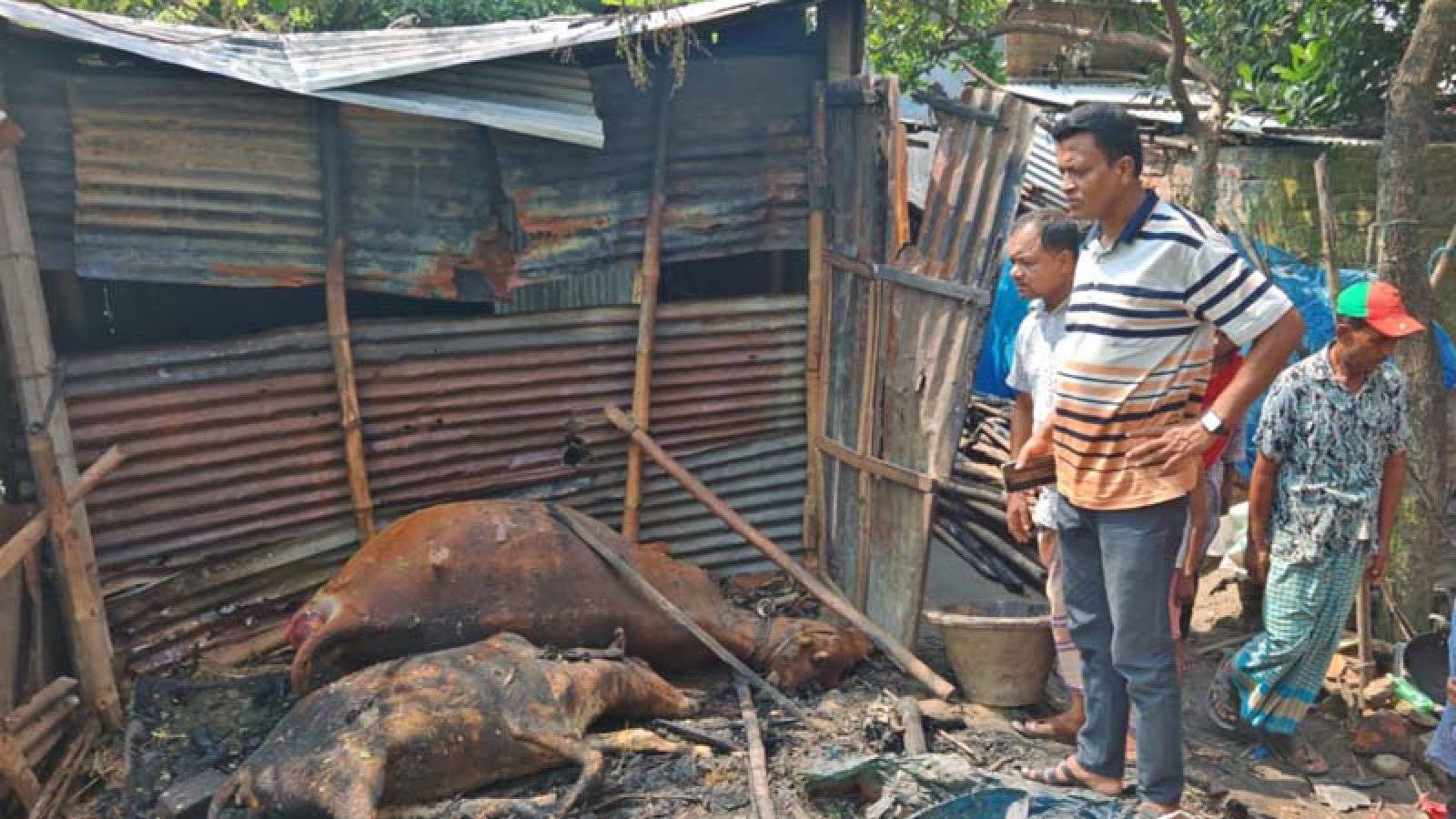 ফুলবাড়ীতে আগুনে রিকশাচালকের ঘর পুড়ে ছাই, গর্ভবতী গাভীসহ ৪ পশুর মৃত্যু