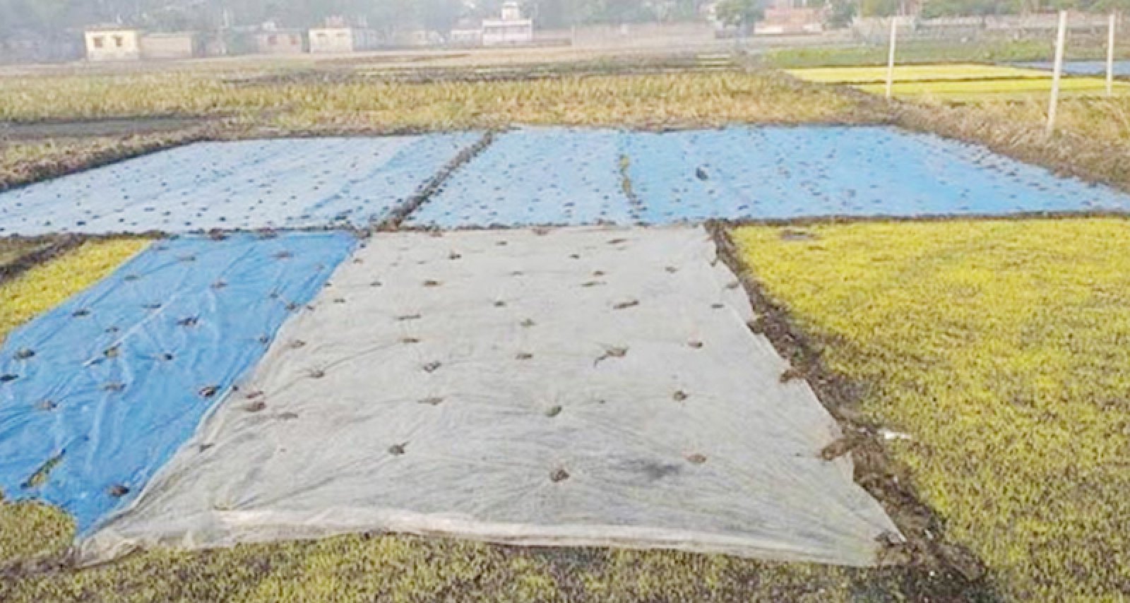 বগুড়ার বোরো বীজতলায় কোল্ড ইনজুরি আক্রান্তের শঙ্কা