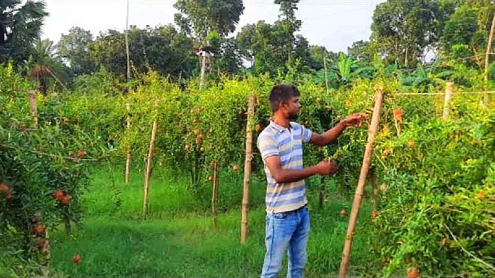 চাকরি নয়, বাণিজ্যিকভাবে বেদেনা চাষে ভাগ্য বদল