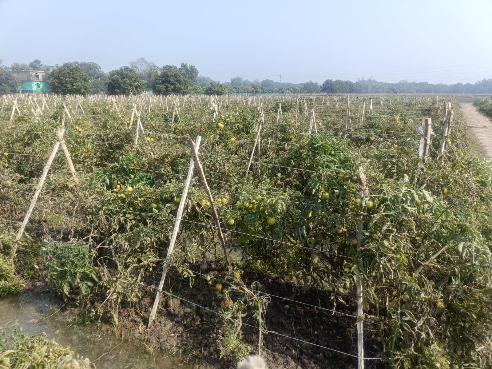 টমেটো চাষ করেই সফল উচ্চশিক্ষিত জজম আলী